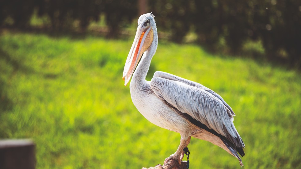 sprout the pelican slimbridge